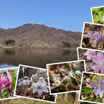 写真を載せきれなかったのでまとめて。
たくさんの花に楽しませてもらいました🌸