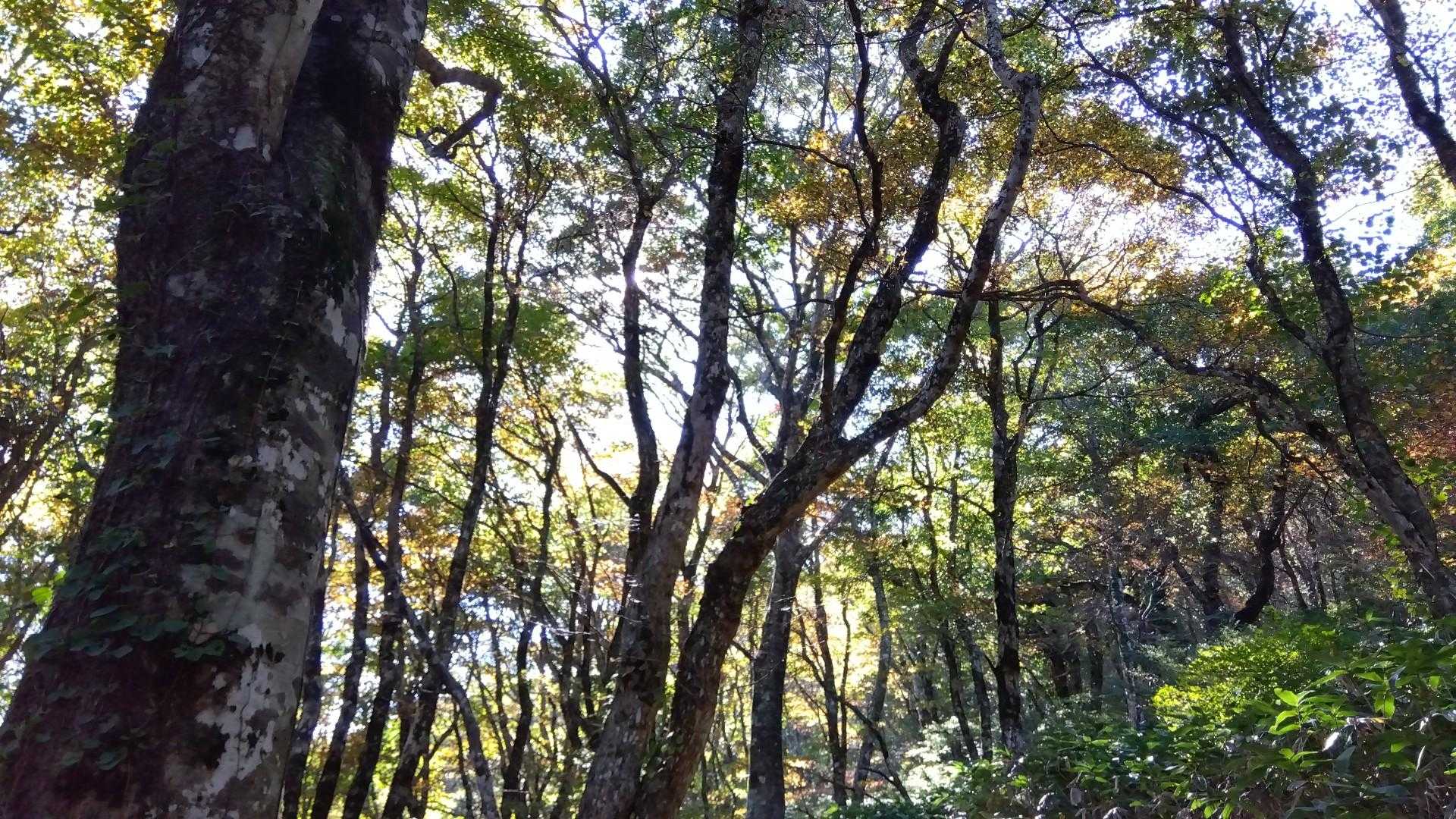 帰りは吾妻山巻いて。ブナやカエデが美しい。