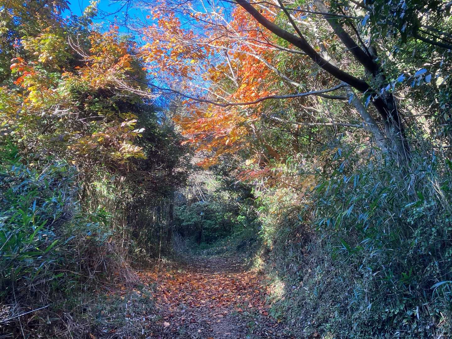 紅葉🍁に癒されながら、