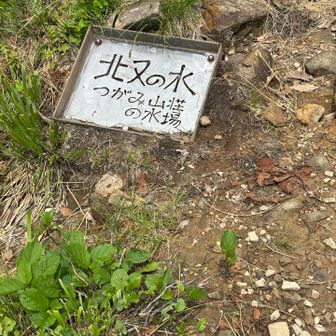出ているとの事