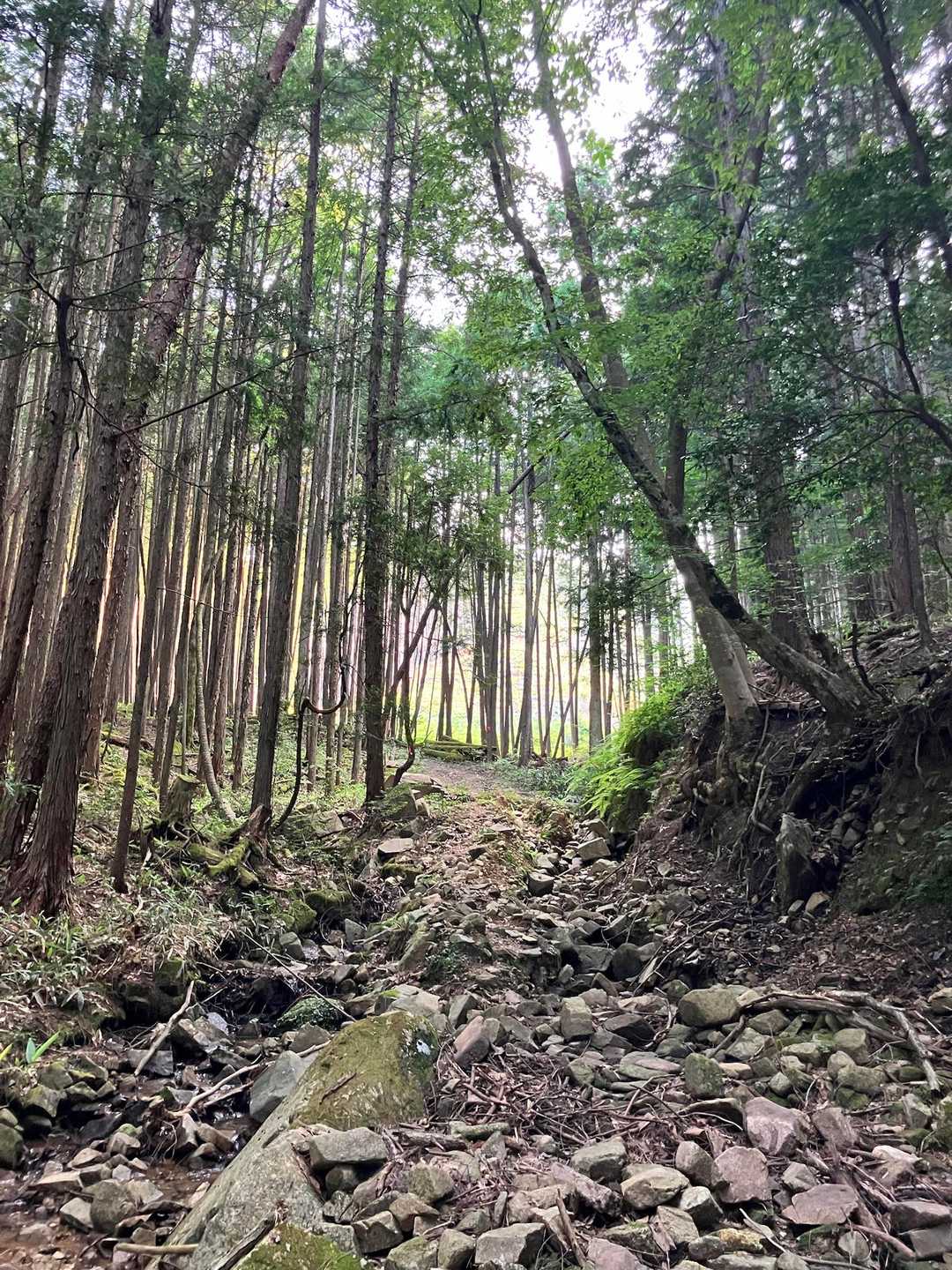 林道が荒れてくると植林帯に変わってきます。伐採された付近は夕陽が射して明るい。