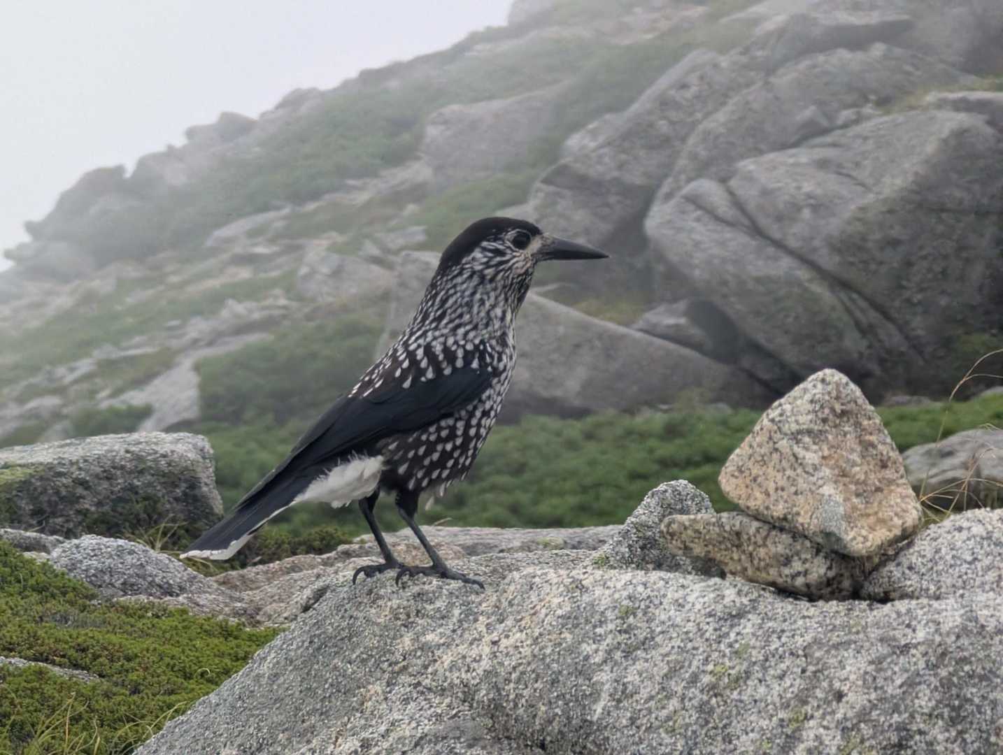 木曽駒ヶ岳往復 | 歩かず行ける天空の楽園とアルプスの絶景広がる稜線漫歩の写真