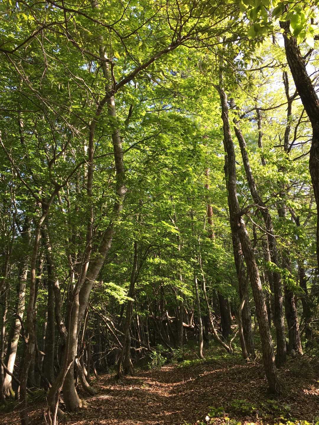 横尾峠-頭巾山 往復コースの写真