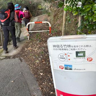 まさにここから始まる
神宿る竹林