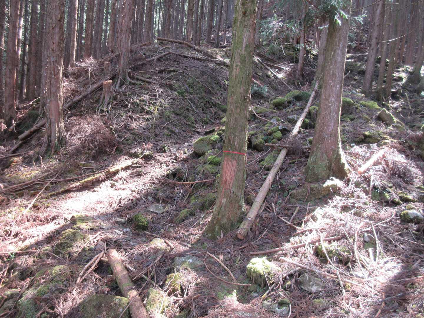 枝が散乱してますが，踏み跡はしっかりありました