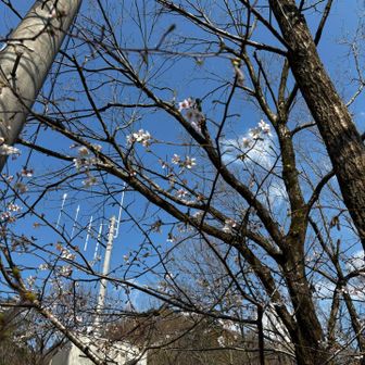 今日の喜びポイント👆

その1👆なんと言っても青空
ここんとずっと仕事。もともとやる気ないのにゲンナリすぎたあたしにサイコーの青空しかも今日だけの晴れ🩵

その2✌️歩きやすこさん
昨日まで☂️そのお陰？雪がいい感じに減り
踏み抜き少なく歩きやす〜い

スノーシュー持参したけど使わず。チェンスパのみでモーマンタイ
行きも帰りも７号目で着脱⛓️

その3🤟人助け
上から人が降ってくるハプニングに関わらず
お互いケガなし🫡これは山神さまのお助けね🙏
そして今日の会の皆々様。ずうずうしく割り込んでるあたしにも、いろいろお声かけて頂き
良い方達すぎました😭感謝感謝🙏

下山後、山桜🌸帰りもあちこち桜満開