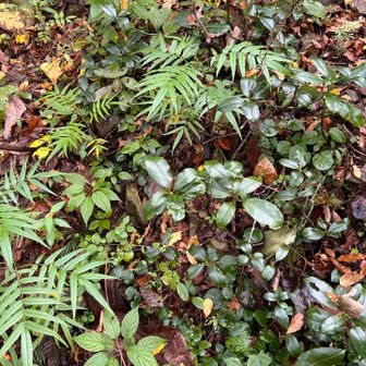 カラスザンショウ