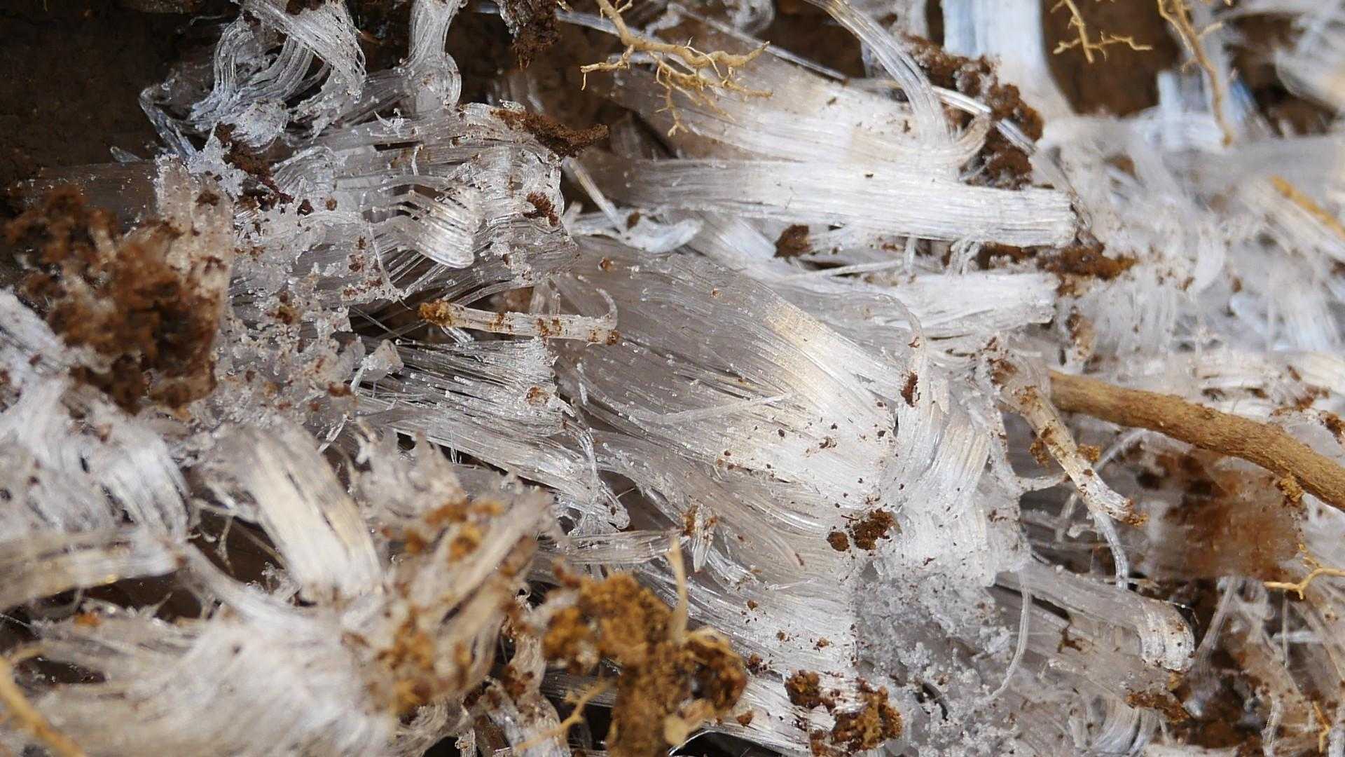 霜柱