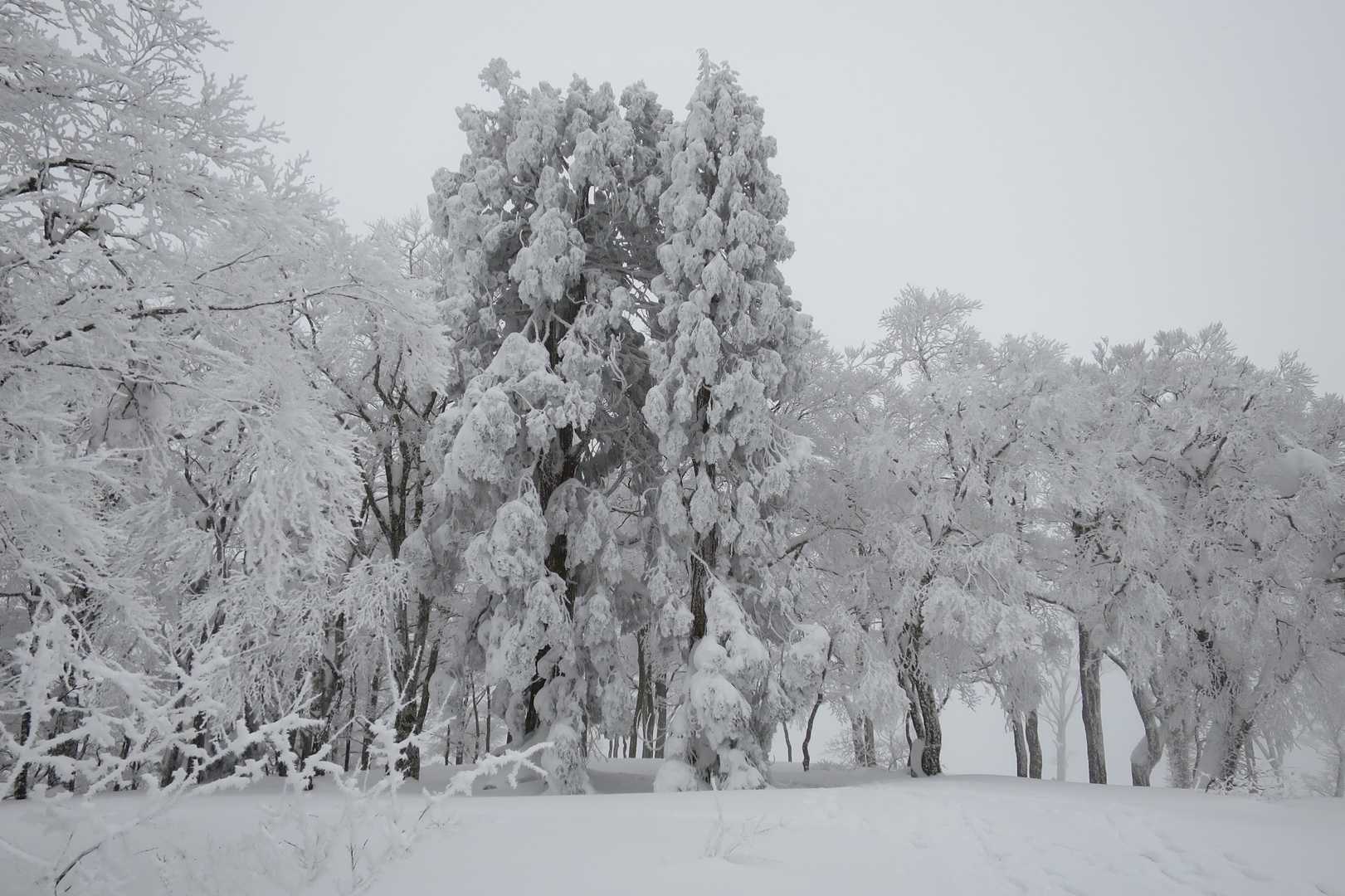 三国山（南嶺）のシンボルの大杉
（ここまでが雪の登山としては一般的）
ここでご飯を食べて先のことを決めることに。