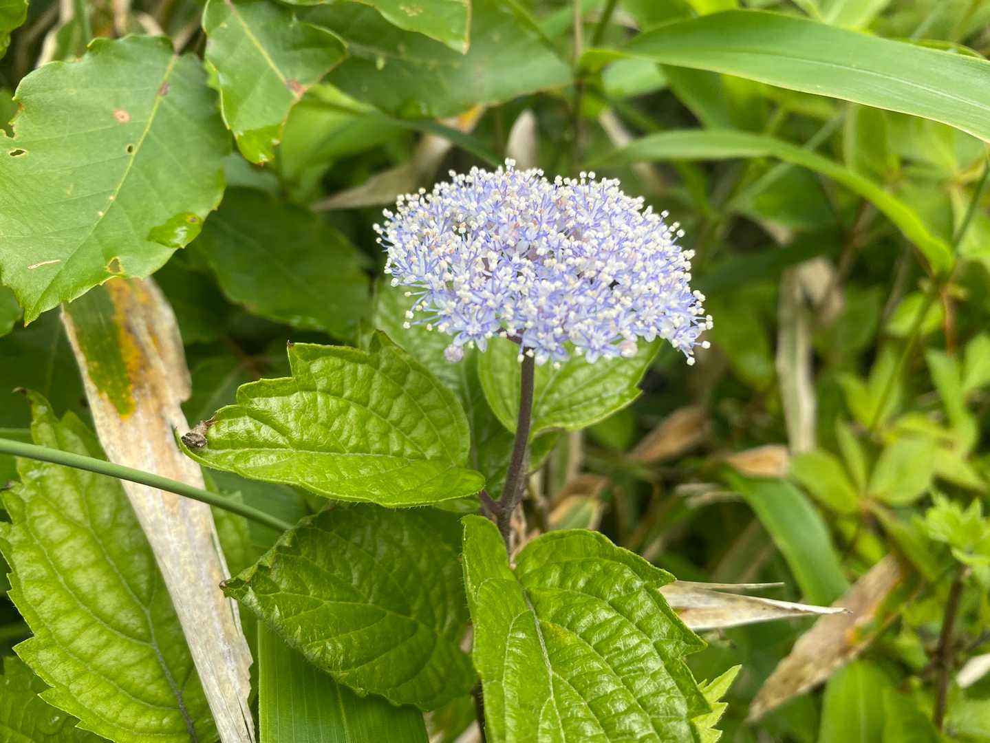 コアジサイ（小紫陽花）