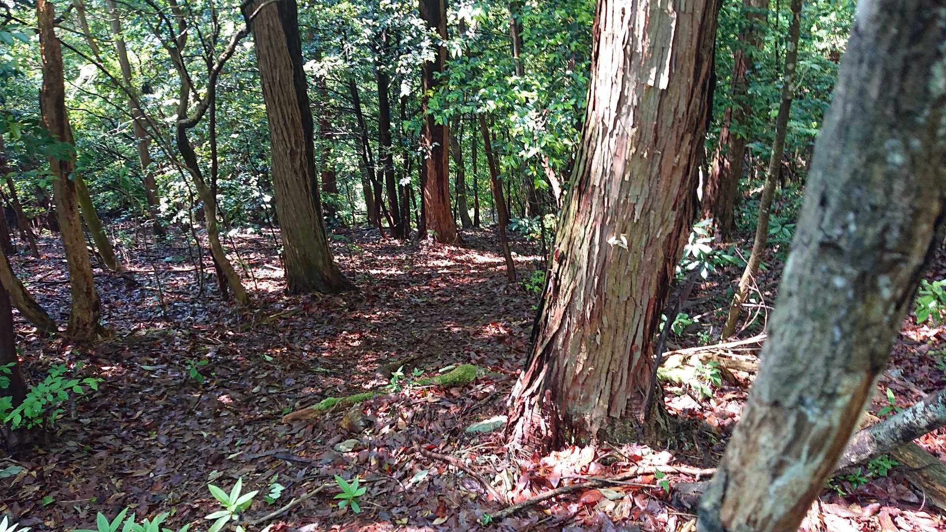 歩きやすい道が続きます。🤗
