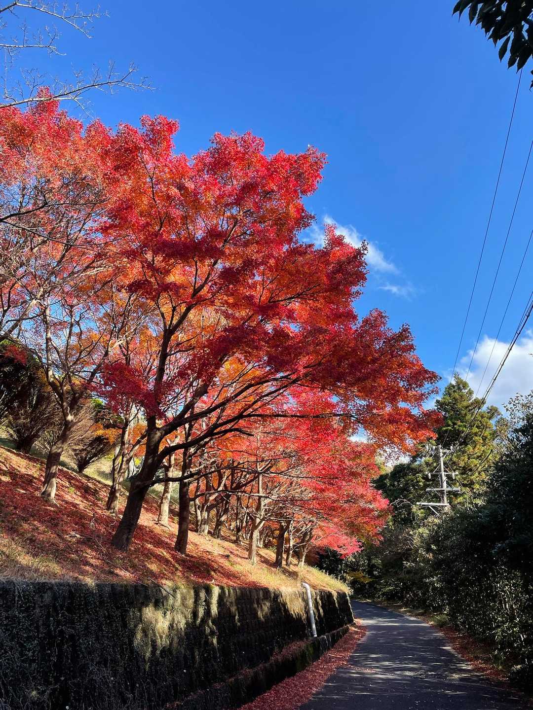 もみじは真っ赤🍁