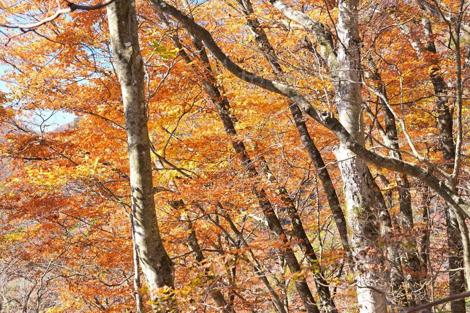 素晴らしい紅葉に癒される。
写真撮りまくり