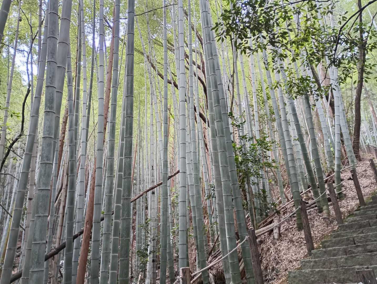 綺麗な竹林