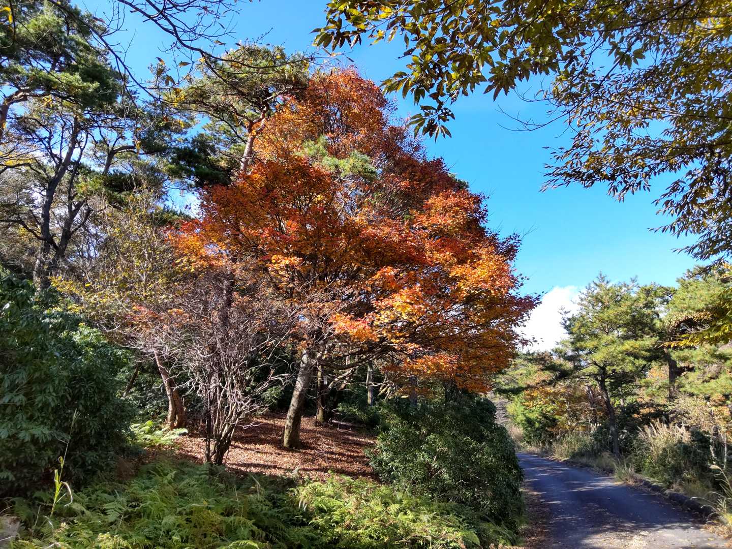 暁晴山 往復コースの写真