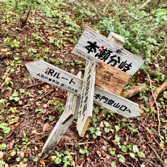 分岐点…尾根へ進む