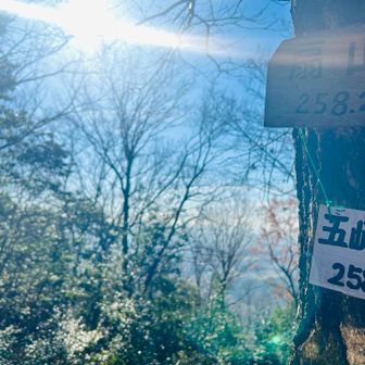 きゃーーーーー
眩しすぎる🤩🤩
本日の最初のピーク、五峰山⛰️