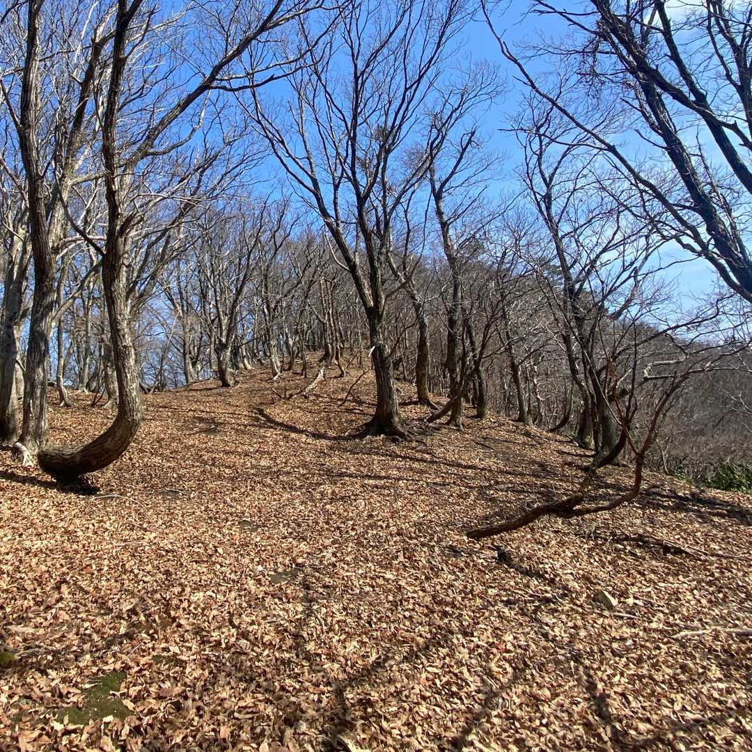 今朝は歩くのに気持ち良い天気になりました