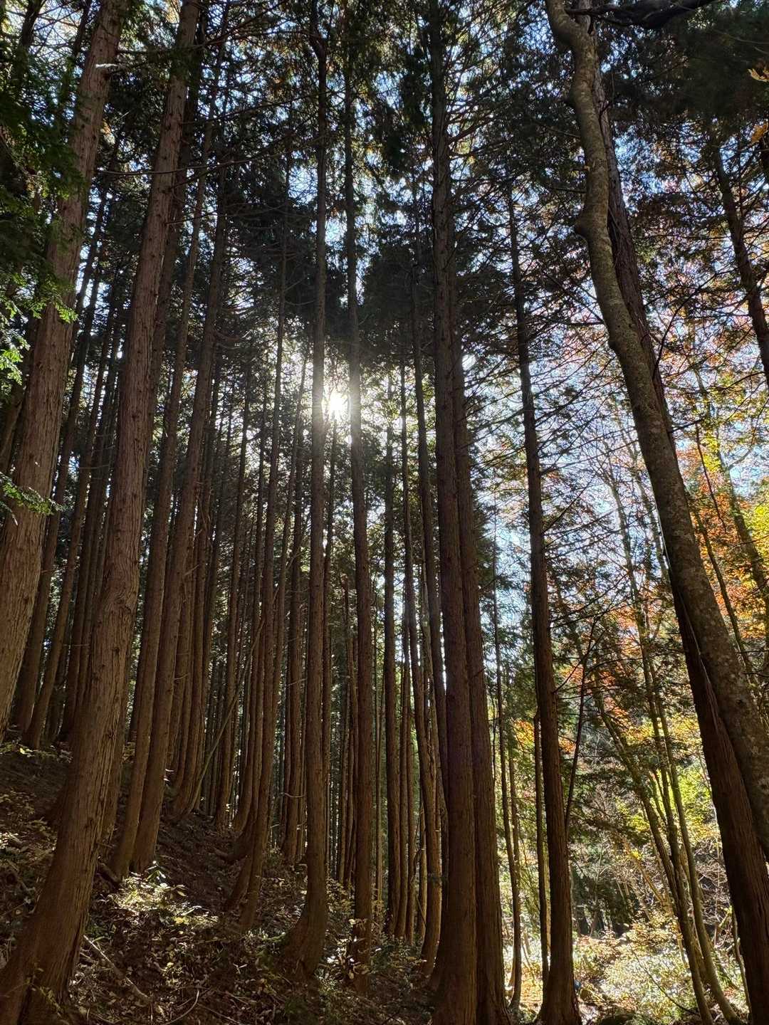 次は、大佐山に行ってきます ٩( ᐛ )و 