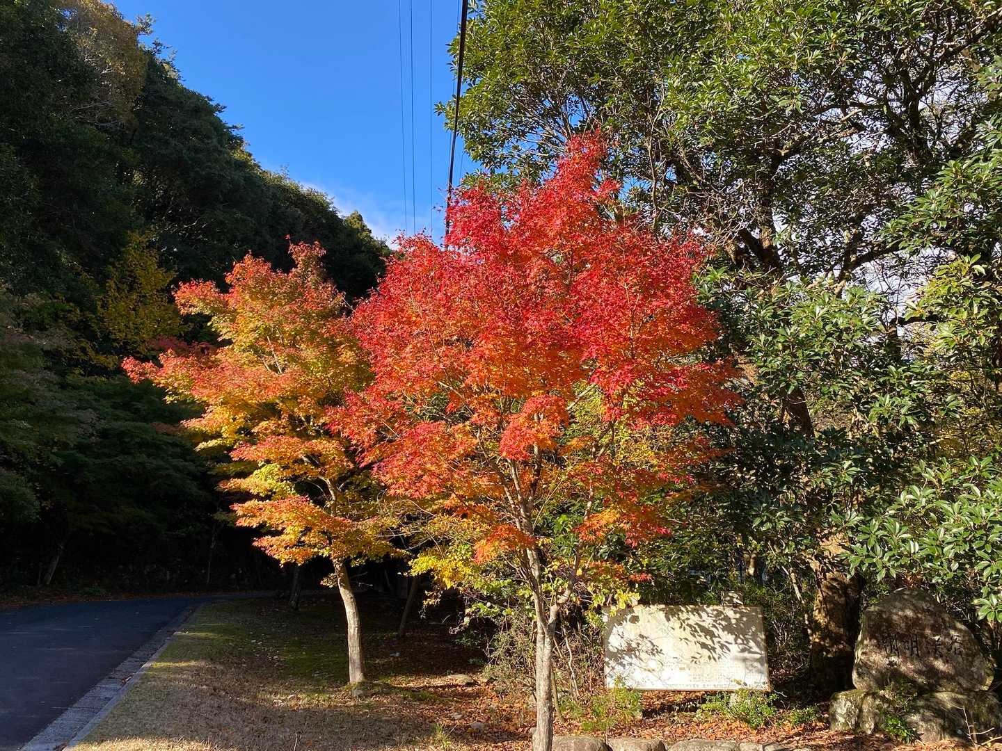 綺麗🍁