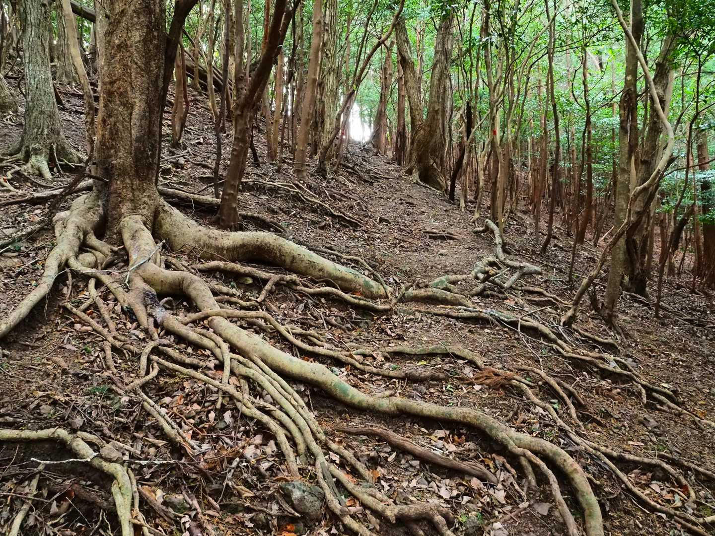 龍仙山-平山 周回コースの写真