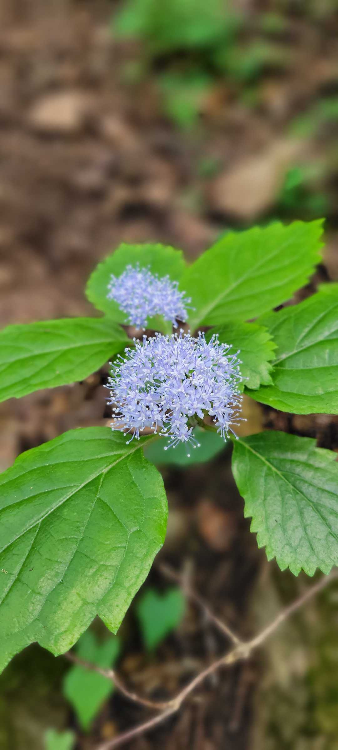 線香花火🎇みたいなコアジサイ