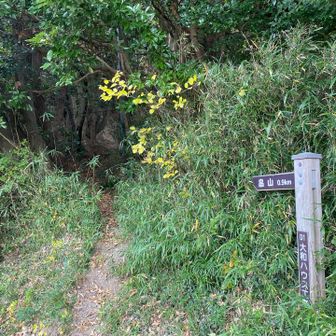 しばらく舗装路を歩いた後、畠山に向けて改めて林道。