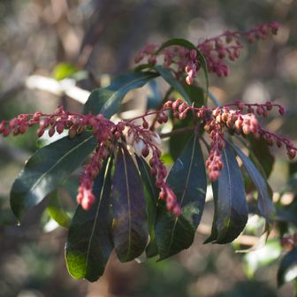 アセビ（馬酔木）
つぼみがもう膨らんでいる！