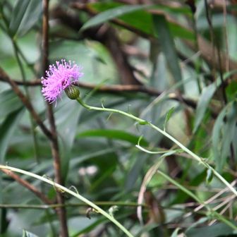 下山します、タムラ草