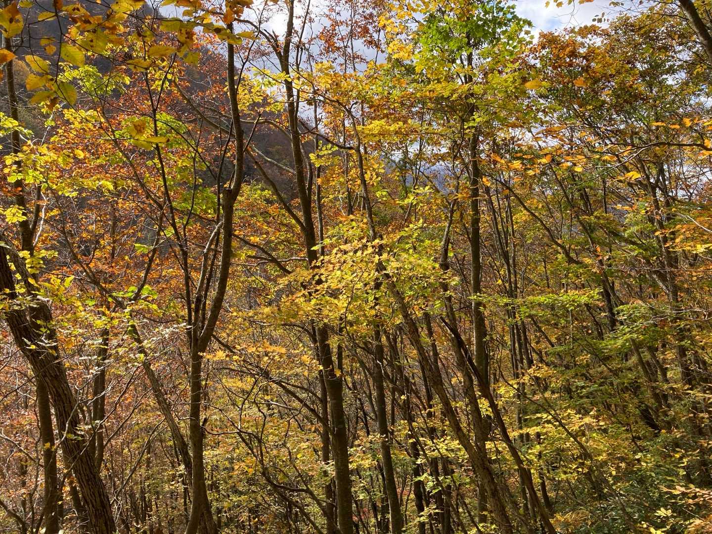 北面白山登山入口-三沢山-面白山 往復コースの写真