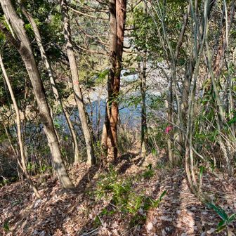 西ノ山山頂から15分程で、県道の仁坂坂（にさかざか）峠に着地