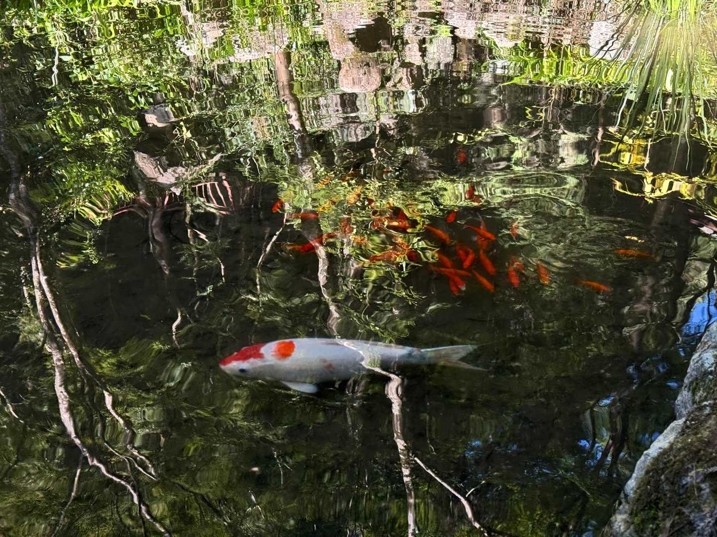 石階段の所の池の鯉