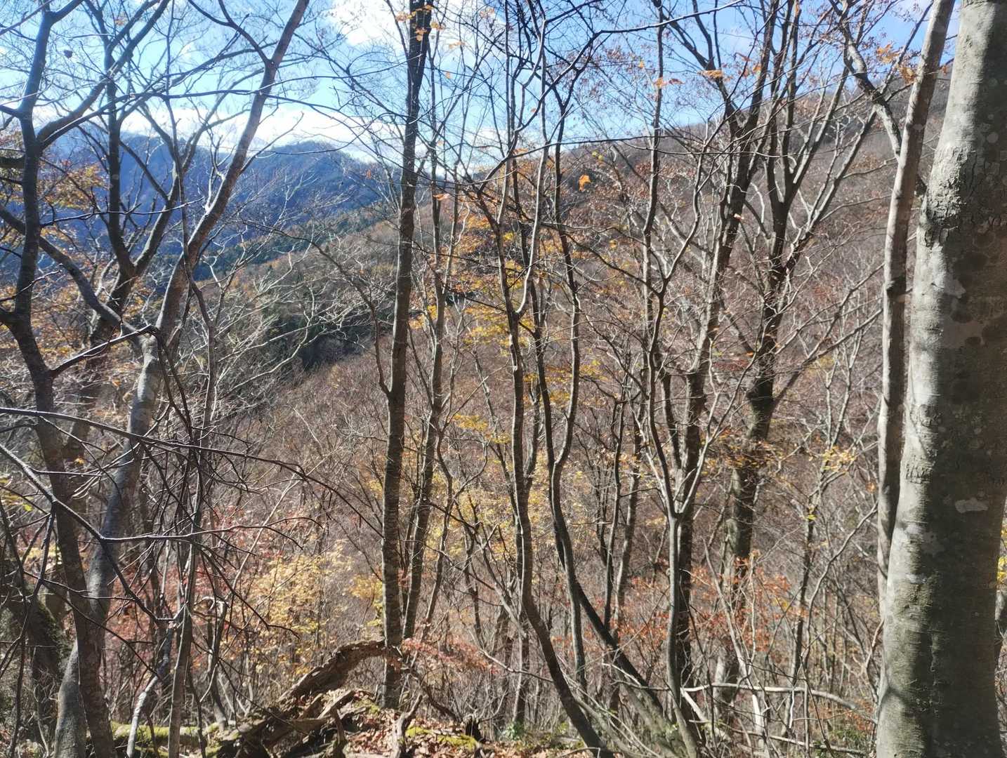 落葉してます。