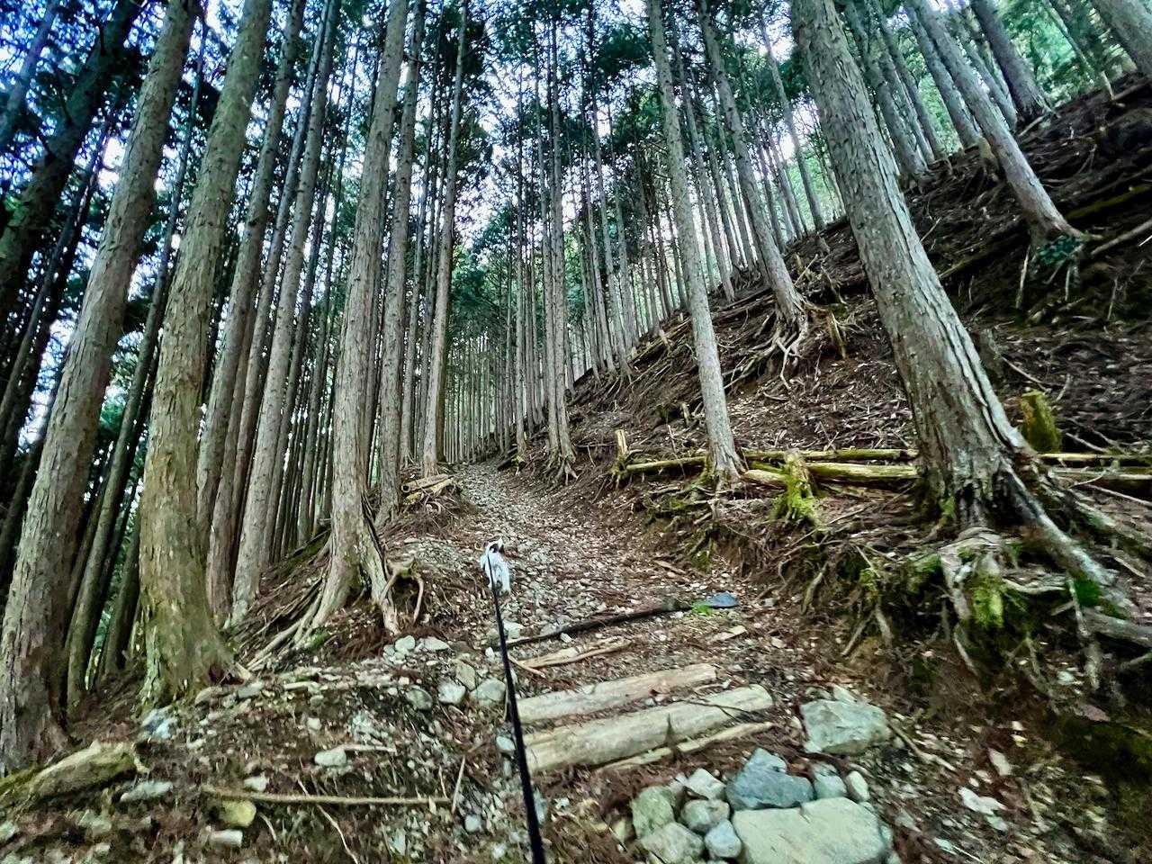 石段・木段はここだけ　