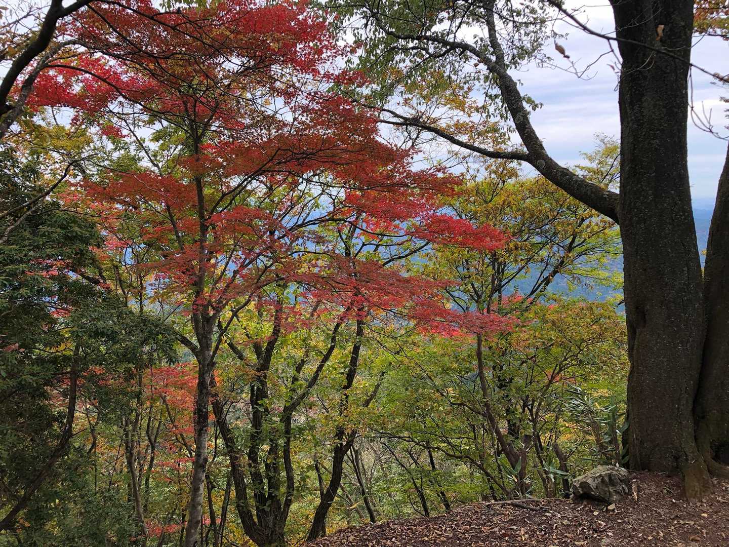 正丸駅-伊豆ヶ岳登山口-伊豆ヶ岳登山口-長岩峠-伊豆ヶ岳 周回コースの写真