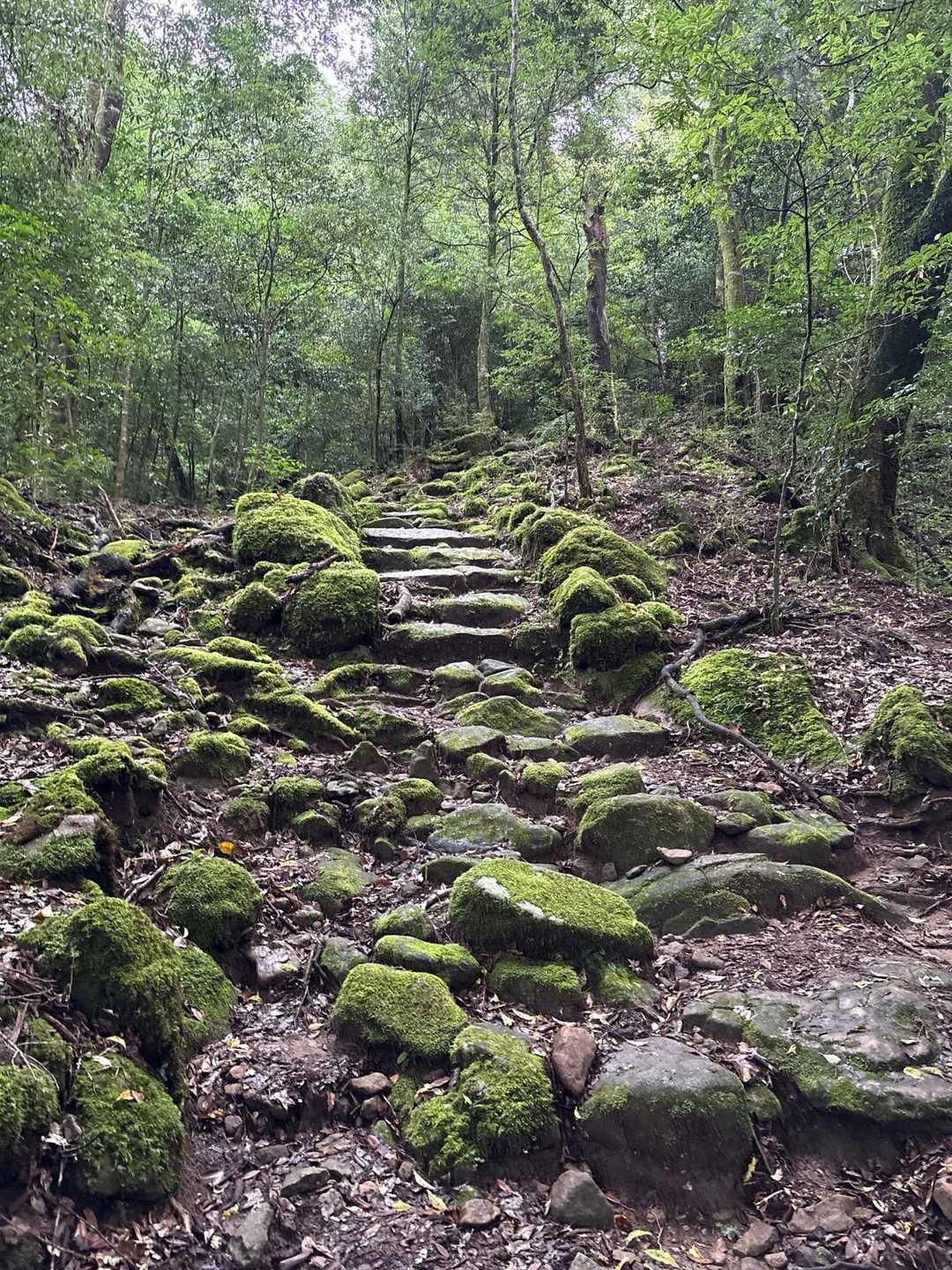 前の日
雨が降っていたので
苔がいい感じ⤴️⤴️⤴️