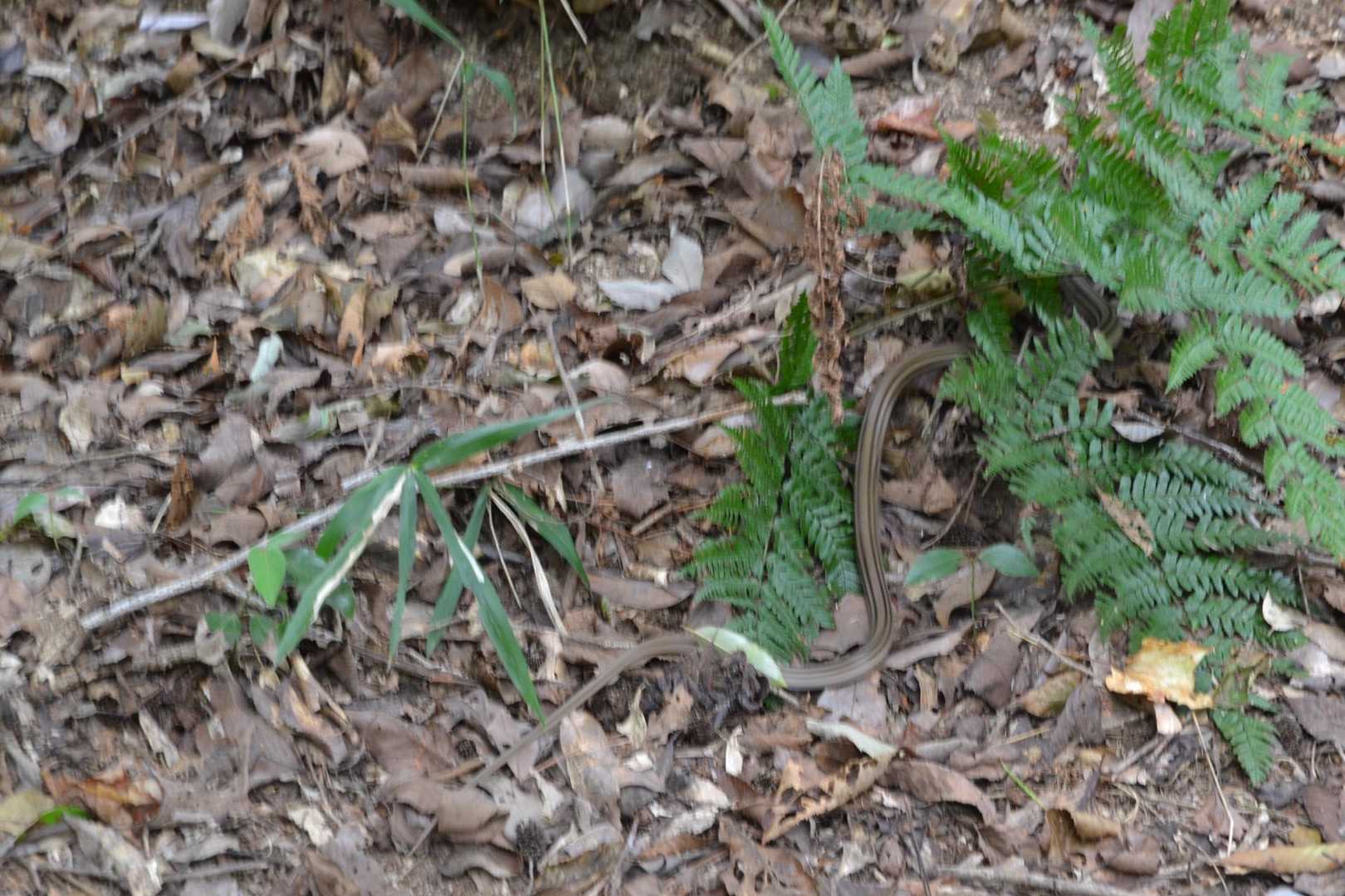 風吹岩をでて…🐍さんに遭遇。