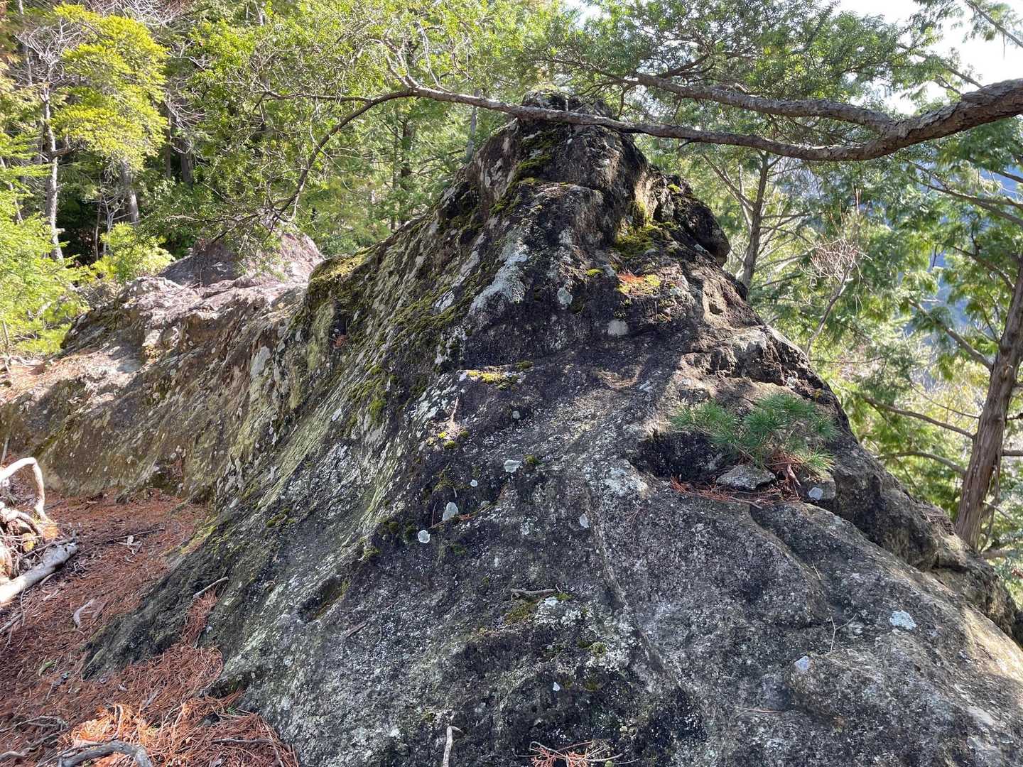 出たよ。巨岩。
桑谷山では，恐竜の背岩と名付けた岩よりもっとでかい，鯨🐳岩にしよう😂
