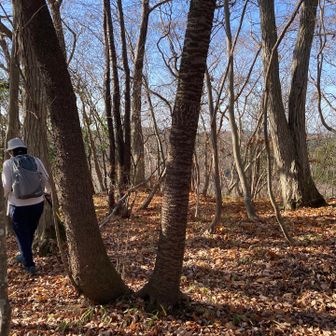 鎌倉山山頂。
山名板もとくになかったよう