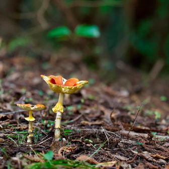 🍄
いつも可愛い時期逃しちゃう