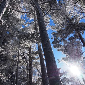 また霧氷の森を