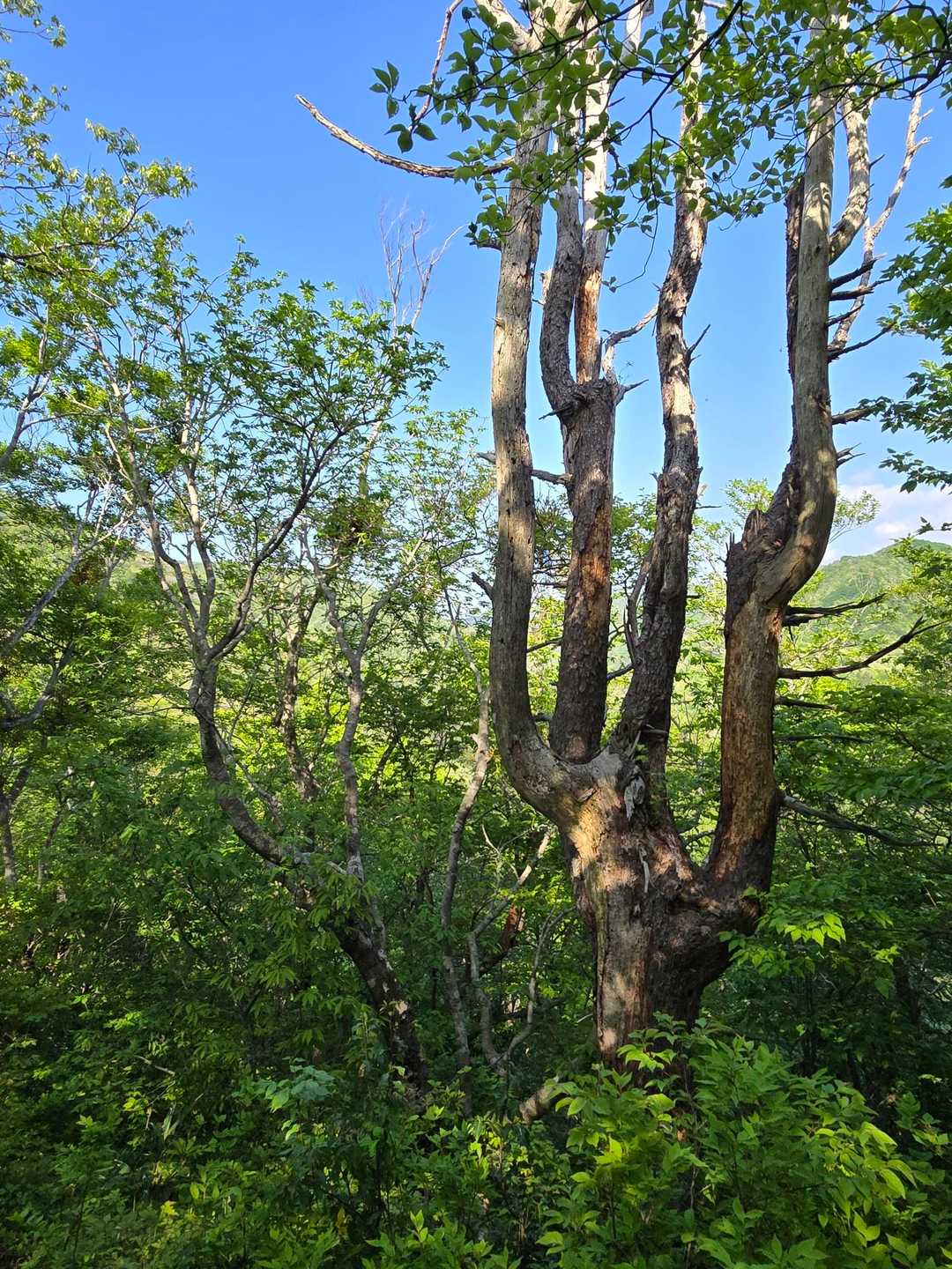菅倉山 往復コースの写真