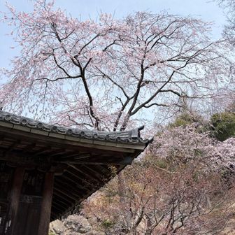 桜はもうすぐ満開🌸