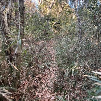 夏は藪漕ぎになりますが冬は走りやすかったです