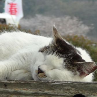 猫と桜
気持ちよさそうに寝てます
見習おう✨