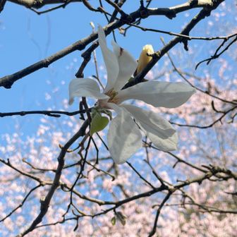 去年、陣馬から高尾山まで歩いた時に
景山小仏の桜の景色が見事だったので
期待してきました♪