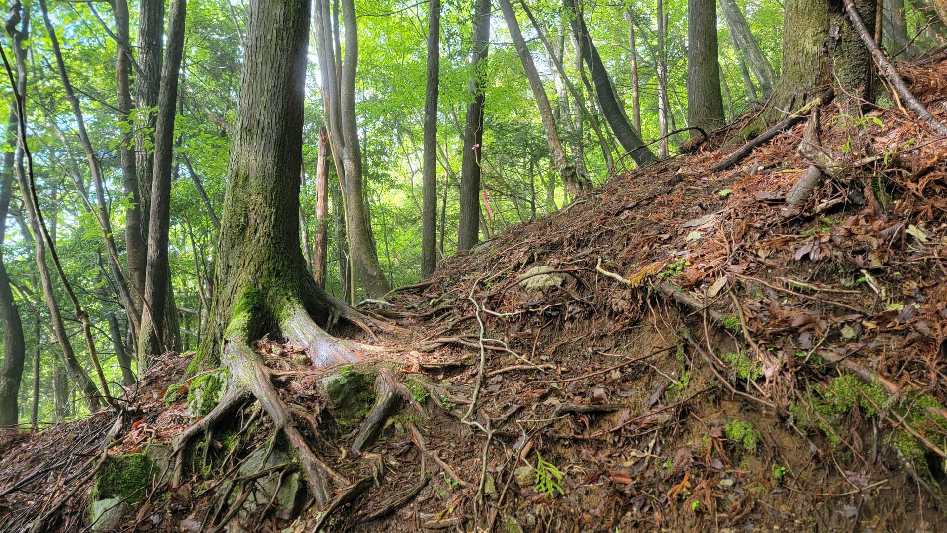 尾平トンネル登山口-尾平越-古祖母山-障子岳 往復コースの写真