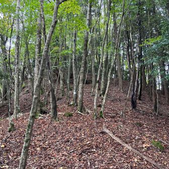 山頂が近い