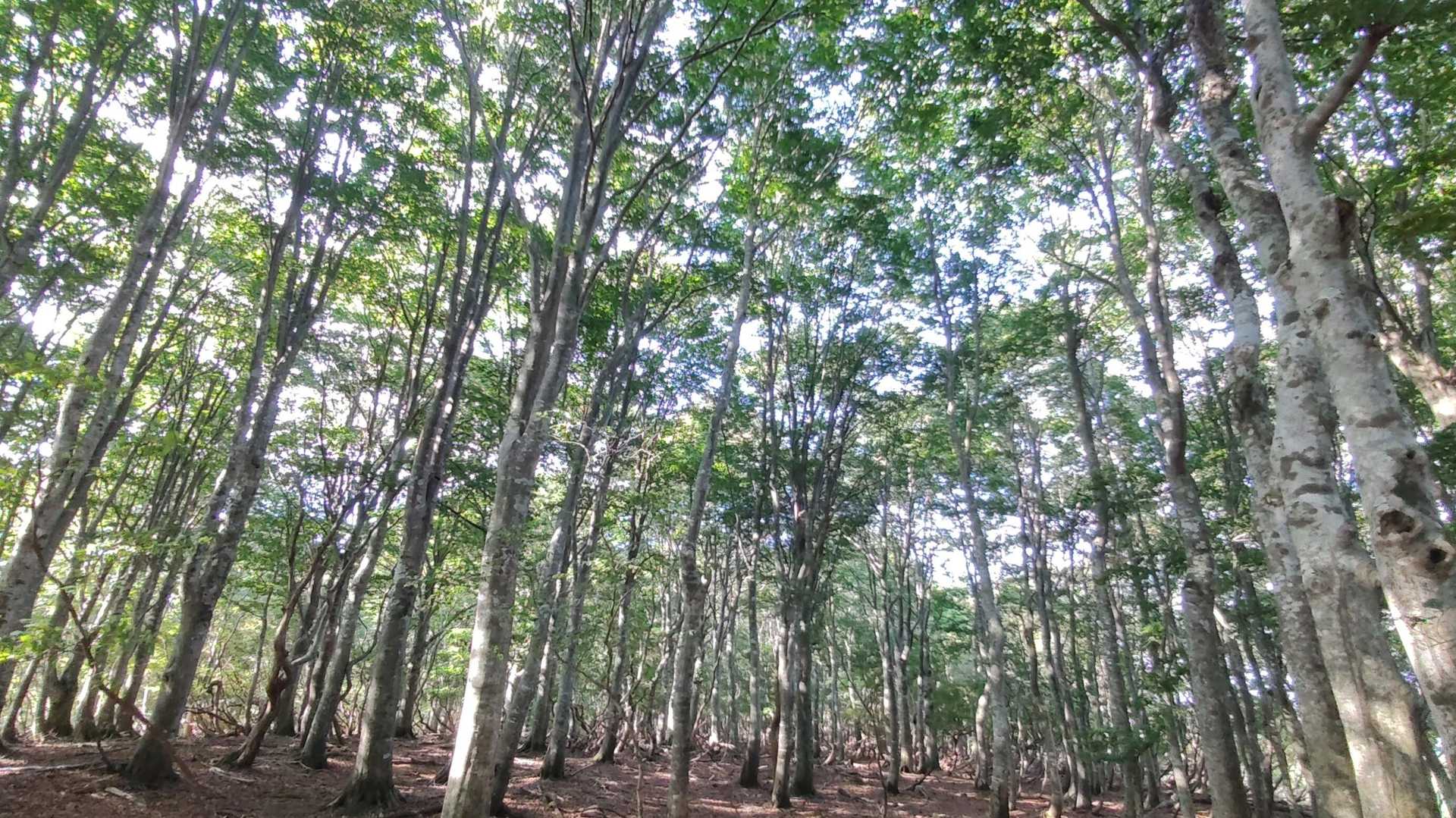 扇ノ山といえばブナ林🌲