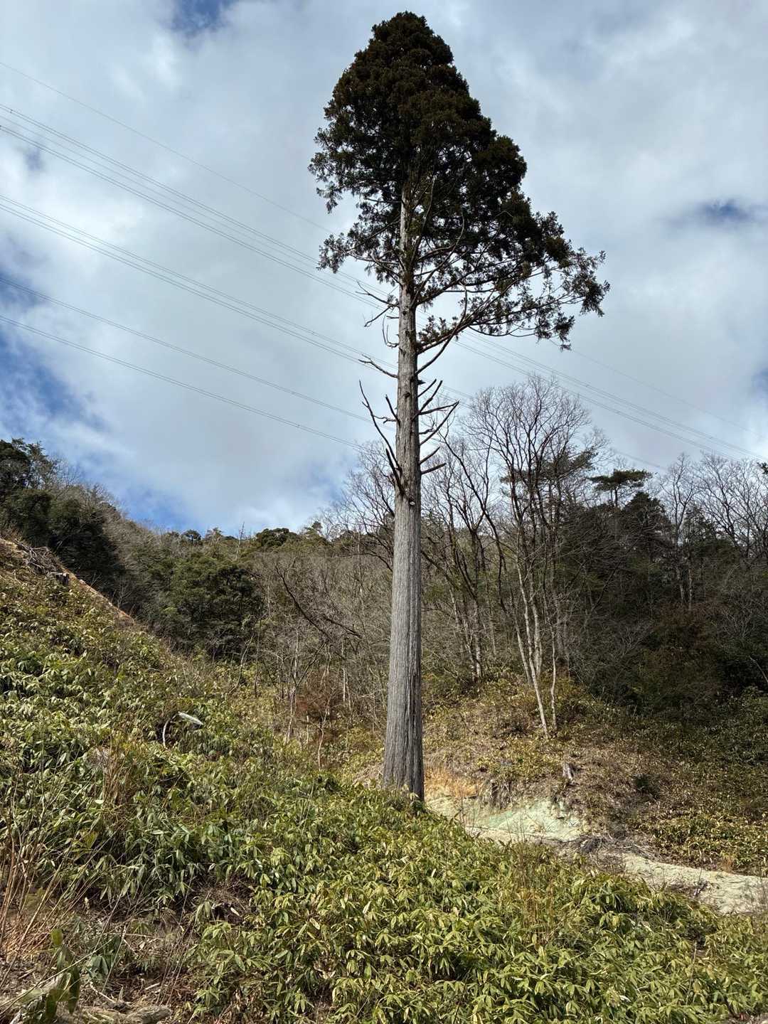 林道の途中、すーっと聳え立つ一本の大樹🌲